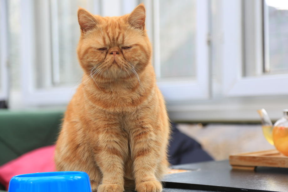 猫图片
