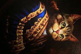 猫图片