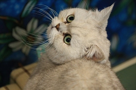 猫图片