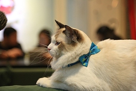 猫图片