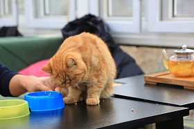 猫图片