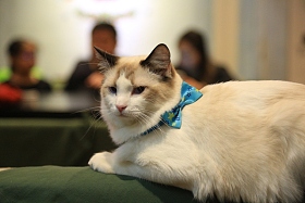 猫图片