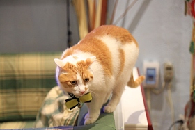 猫照片