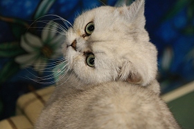 猫图片