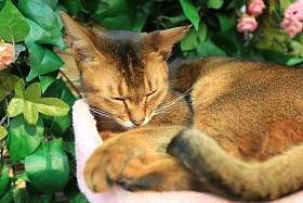 猫