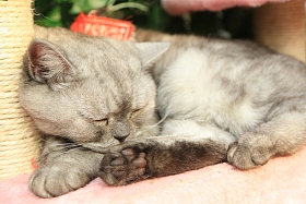 猫照片