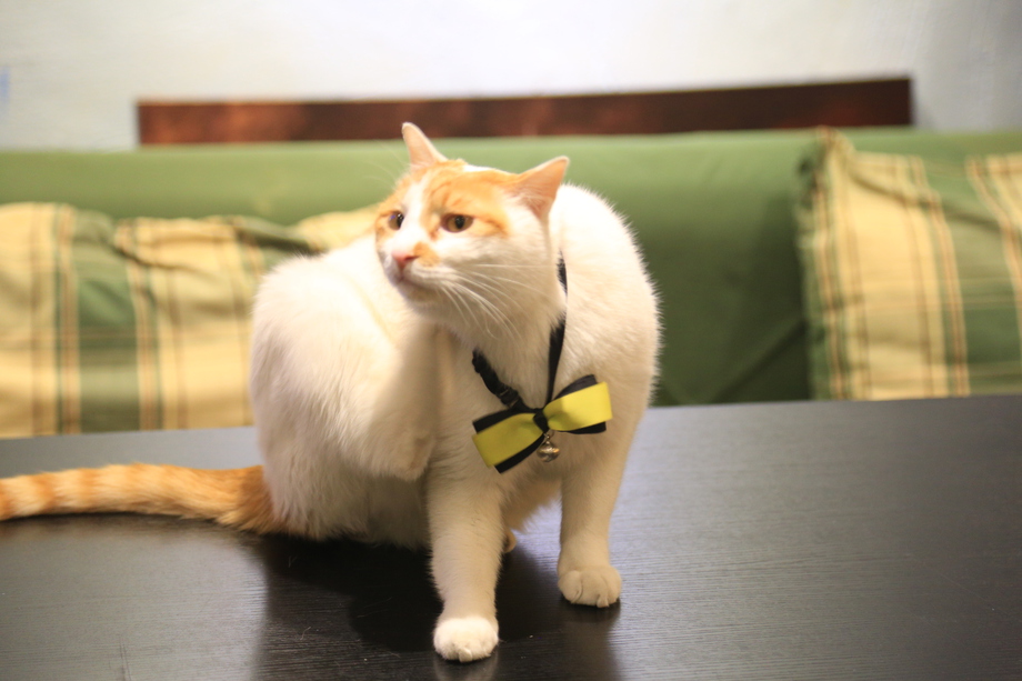 猫