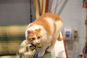猫图片