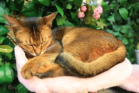 猫照片