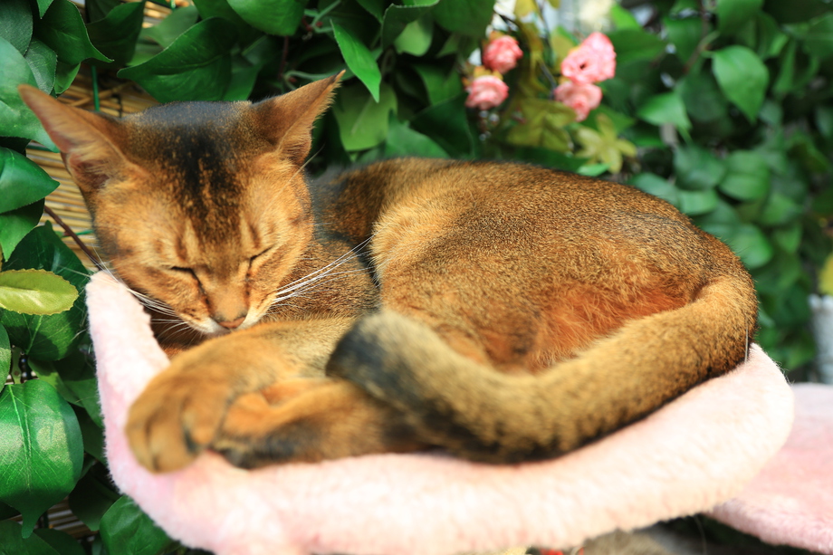 猫照片