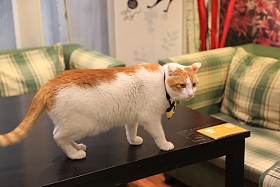 猫