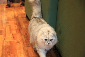 猫