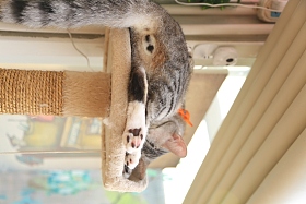猫照片