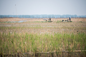 河北省雄安新区白洋淀图片