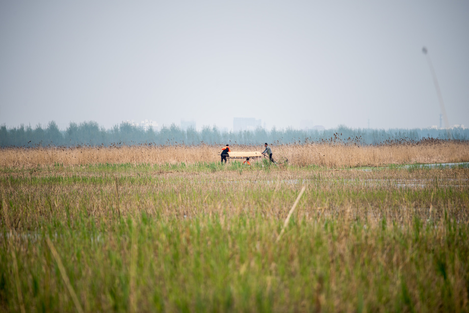 河北省雄安新区白洋 河北省雄安新区白洋