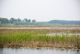 河北省雄安新区白洋淀图片