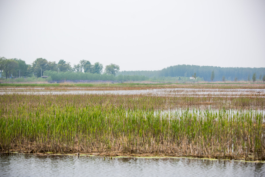 河北省雄安新区白洋淀图片 河北省雄安新区白洋淀图片