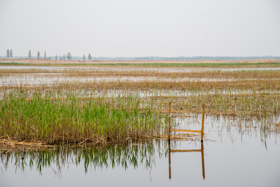 河北省雄安新区白洋淀图片 河北省雄安新区白洋淀图片