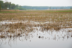 河北省雄安新区白洋