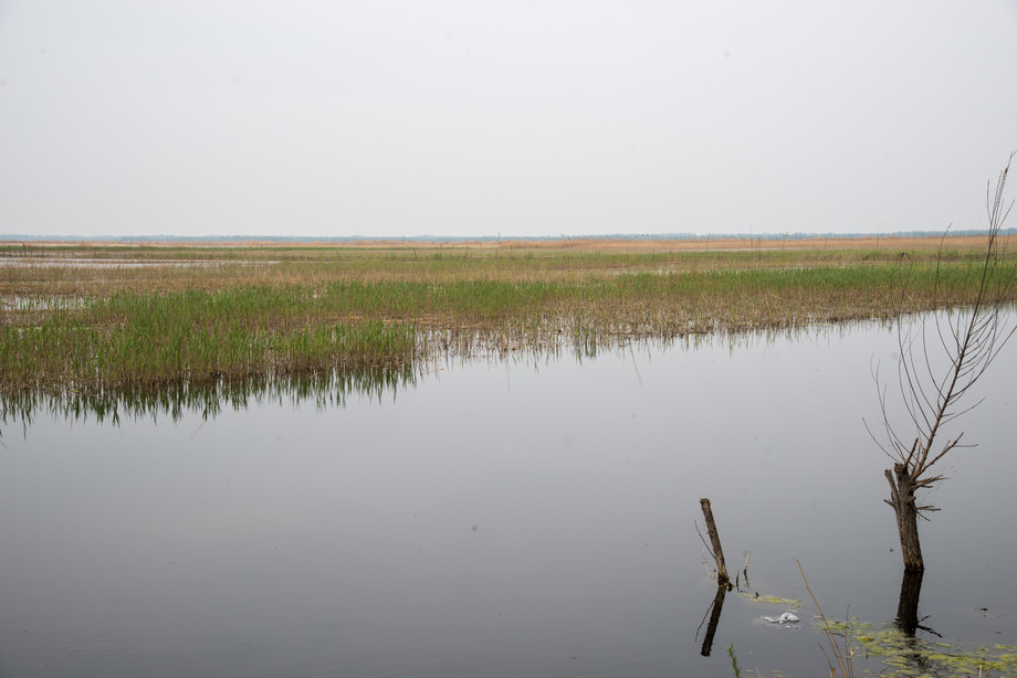 河北省雄安新区白洋 河北省雄安新区白洋