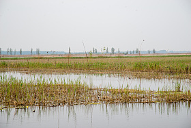 河北省雄安新区白洋淀照片