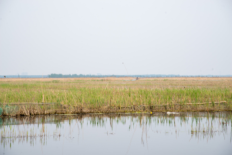 河北省雄安新区白洋淀图片 河北省雄安新区白洋淀图片