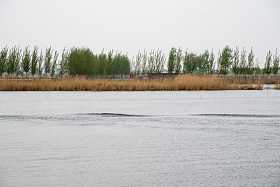 河北省雄安新区白洋淀图片