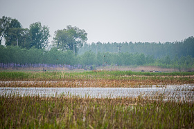 河北省雄安新区白洋