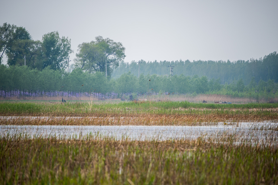 河北省雄安新区白洋 河北省雄安新区白洋