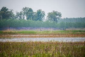 河北省雄安新区白洋淀图片
