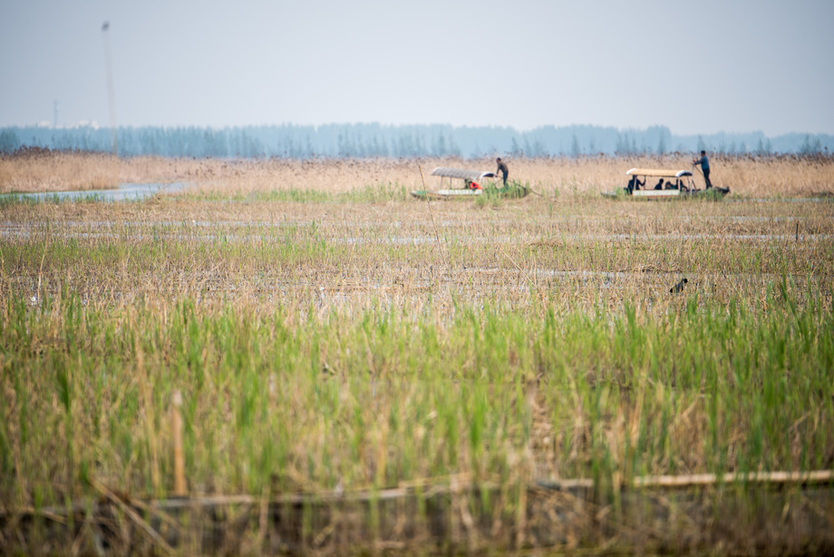 河北省雄安新区白洋 河北省雄安新区白洋