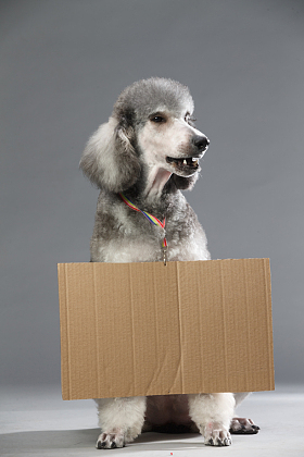 贵宾犬