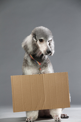 贵宾犬图片