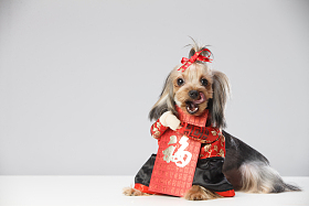 约克夏犬和红包照片