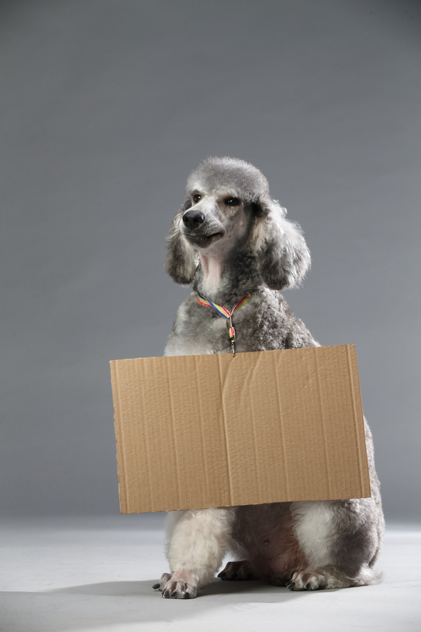 贵宾犬图片