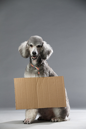 贵宾犬图片