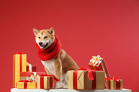 可爱的柴犬照片