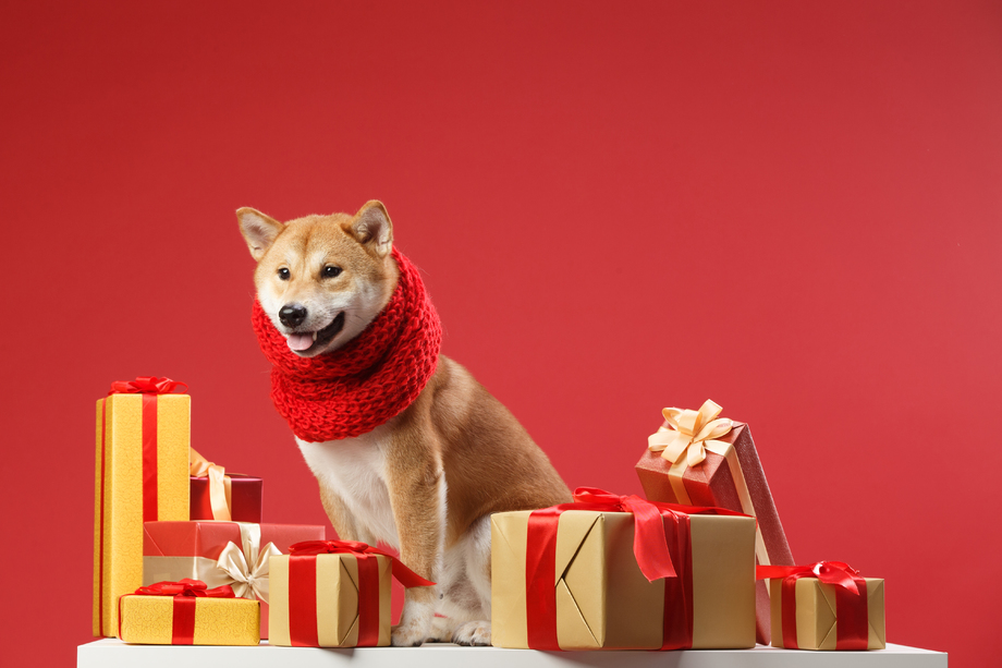 可爱的柴犬照片