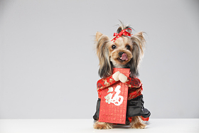 约克夏犬和红包图片
