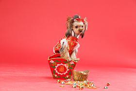 约克夏犬照片