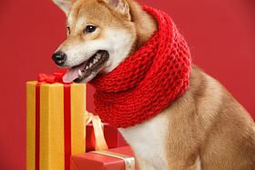 可爱的柴犬照片