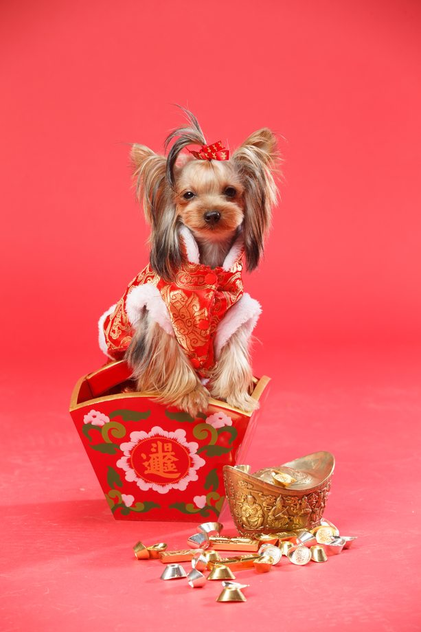 约克夏犬图片 约克夏犬图片