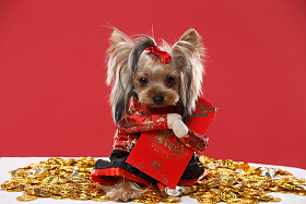 可爱的约克夏犬