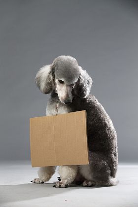 贵宾犬图片