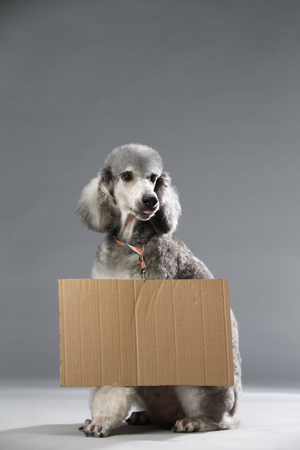贵宾犬照片