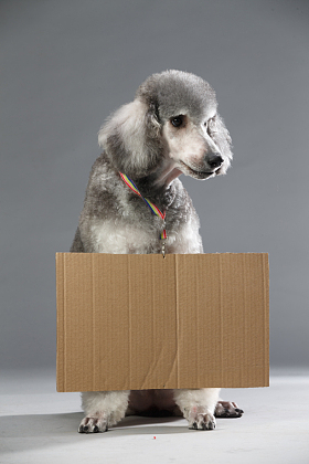 贵宾犬