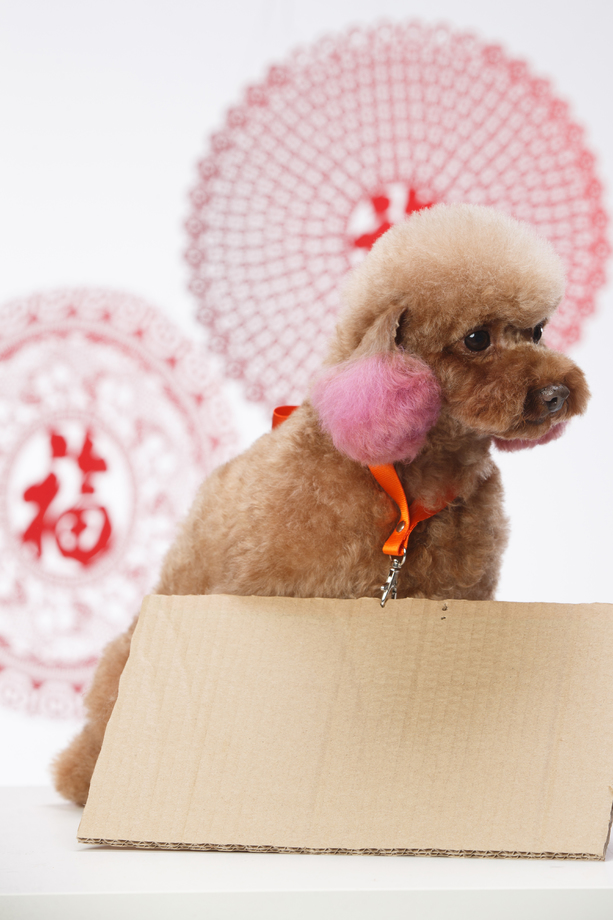 可爱的贵宾犬照片