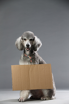 贵宾犬图片