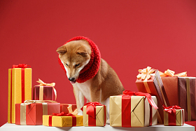 可爱的柴犬照片