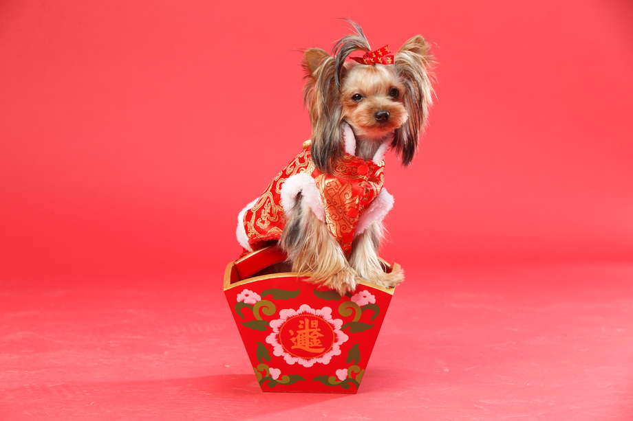 约克夏犬 约克夏犬